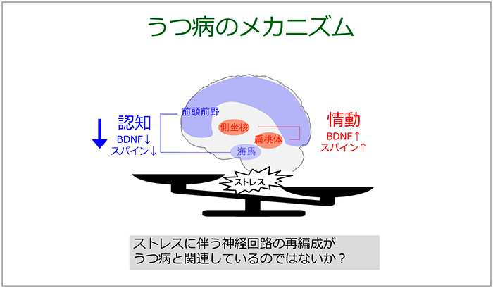 Figure.15 Pathogenesis mechanism of depression<